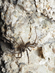 Tegenaria ferruginea