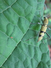 Chlorophorus muscosus