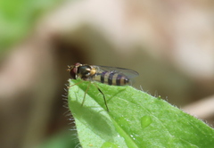 Meliscaeva cinctella image