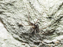 Tegenaria ferruginea