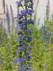 Echium vulgare