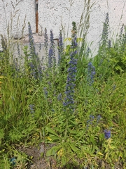 Echium vulgare