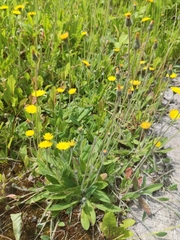 Pilosella officinarum