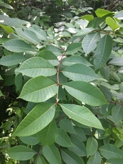 Toxicodendron vernix