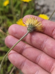 Pilosella officinarum