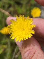 Pilosella officinarum