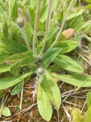 Pilosella officinarum