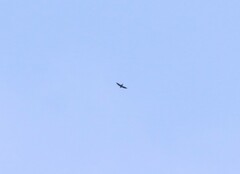 Hirundapus giganteus