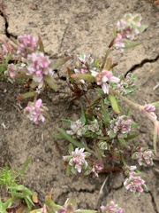 Polygonum polygaloides kelloggii