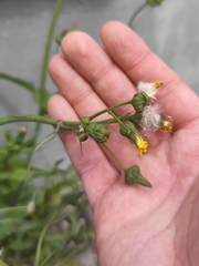 Sonchus oleraceus
