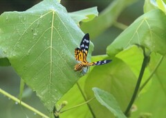 Dysphania subrepleta