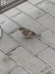 Passer domesticus