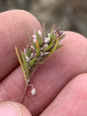 Polygonum polygaloides kelloggii