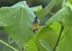 Dysphania subrepleta