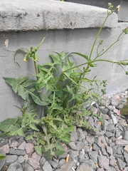 Sonchus oleraceus