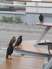 Sturnus vulgaris