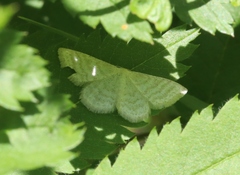 Idaea pallidata
