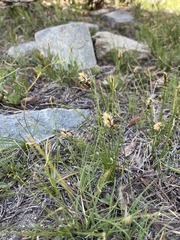 Carex filifolia