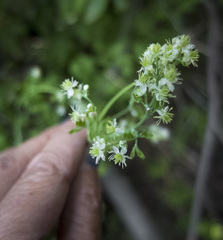 Thalictrum sparsiflorum