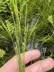 Eleocharis tenuis