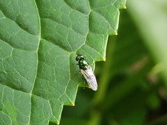 Microchrysa polita