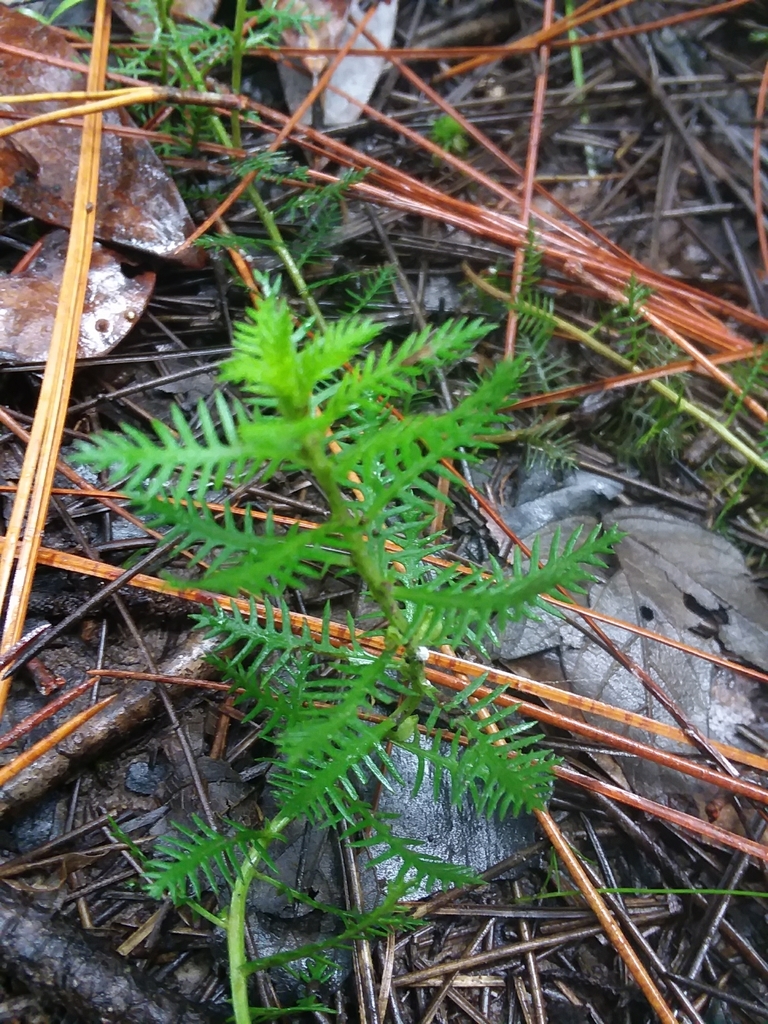 Intermediate mermaidweed (Proserpinaca intermedia)
