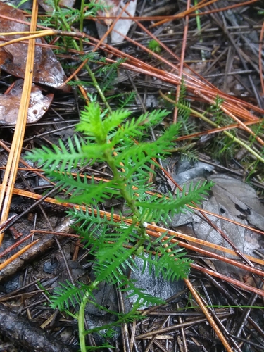 intermediate mermaidweed (Proserpinaca intermedia)