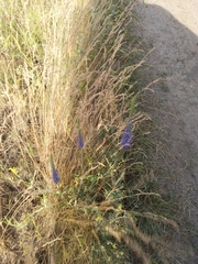Veronica spicata