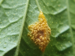 Puccinia caricina