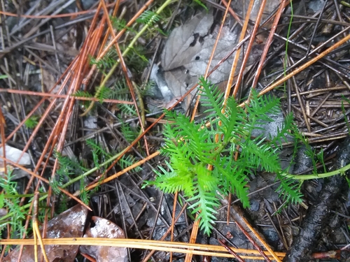Image of Intermediate Mermaidweed (Proserpinaca intermedia) by (c) Will McFarland, some rights reserved (CC BY)