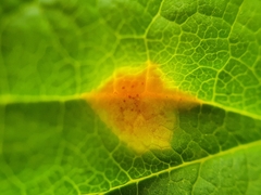 Puccinia caricina