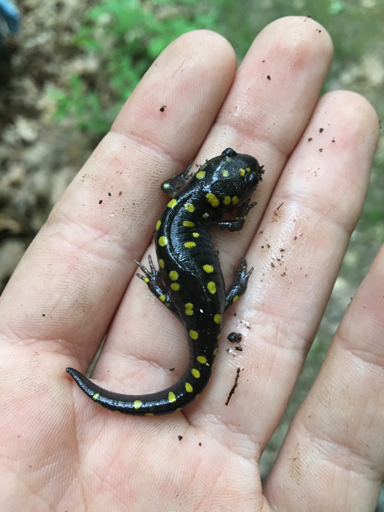 Spotted Salamander from Vermont St, Holyoke, MA, US on June 18, 2022 at