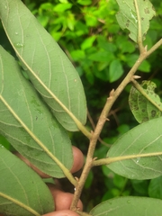 Huberantha cerasoides