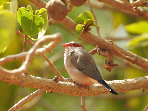 Estrilda culinegra (Estrilda troglodytes)