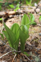 Cypripedium acaule image