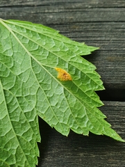 Puccinia caricina