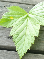 Puccinia caricina