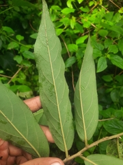 Huberantha cerasoides