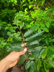 Huberantha cerasoides