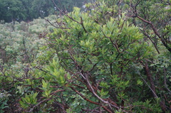 Rhododendron micranthum