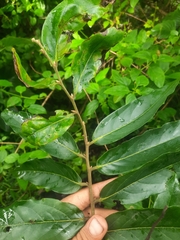 Huberantha cerasoides