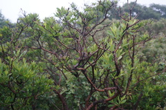 Rhododendron micranthum