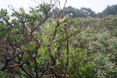 Rhododendron micranthum