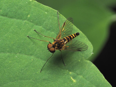 Chrysopilus fasciatus
