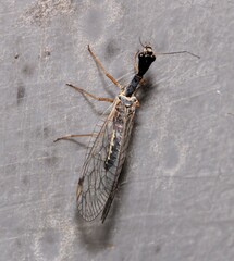 Dichrostigma flavipes