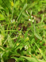 Capsella bursa-pastoris