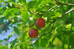Prunus