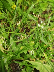 Capsella bursa-pastoris