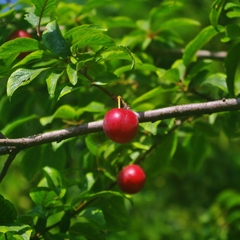 Prunus