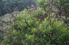 Rhododendron micranthum